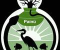 image for Agencia Painü