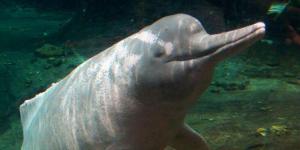 Cuadro dramatizando al Bufeo o delfin rosado  