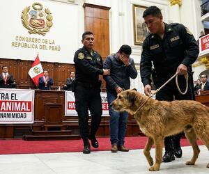 Hstórica ley contra el maltrato animal fija penas de hasta 8 años de carcel image for Hstórica ley contra el maltrato animal fija penas de hasta 8 años de carcel