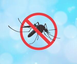 image for Refuerzan vigilancia en salud por aumento de Dengue