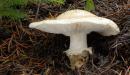 Hongos Blancos  Selvas Colombianas