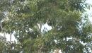 Arbol de guama