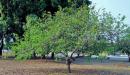 Arbol de Guayaba en la selva