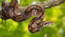 Boa Constrictor