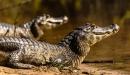 Caiman en una orilla de un rio