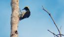 Carpintero Cejon en un arbol