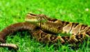 Serpiente la segunda mas grande y peligrosa del mundo