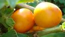 Fruta la Cocona en una mesa