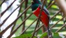 Collared Trogon en un arbol