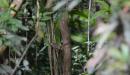Trogon Collaris entre las ramas en la selva