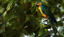 Guacamayo