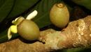 Fruto Grias en la selva 