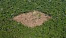 Selva deforestacion 