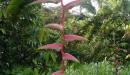 Heliconia, planta viva