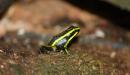 Ranas 