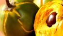 Fruto Lucuma