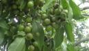 Frutos del manoncillo 