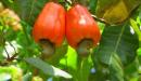 Fruto 