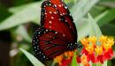 Mariposa roja Selvas fauna