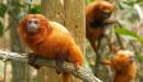 Monos