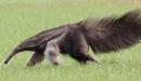 Fauna Amazonas  Oso Hormiguero