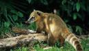Tapir con su cria 