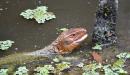 Paraguay caiman lizard en un lago