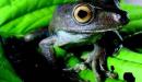 Ranas Amazonas Fauna