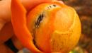 Tucuma fruto de la region del Amazonas en racimo