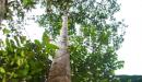 Arbol de Yanchama