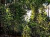 Amazonas