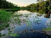 Amazonas / Carlos Fabricio Orozco Córdoba 