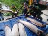 image for Policía ambiental incautan varios kilos de carne de pirarucu
