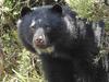 image for Imágenes de osos de anteojos jugando son captadas en Colombia