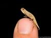 image for Descubren reptil más pequeño del mundo
