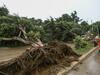 image for Lluvia intensas y fuertes vientos en Tumbes dejan tres árboles caídos 
