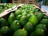 image for Chile autoriza el ingreso del aguacate hass colombiano