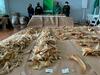 image for Colombia incauta 3400 aletas de tiburón que irían a China