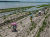image for Oportunidad perdida - proyecto para evitar la crisis del río en Leticia