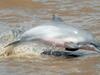 image for Colombia acogerá llamado global para conservar los delfines de río