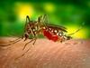 image for Amazonas tem 2 mortes por dengue confirmadas pelo governo do estado