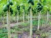 Plantacao de mamao em uma fazenda