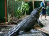 image for Maior crocodilo em cativeiro do mundo completa 120 anos