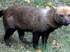image for Raros perros de monte fueron captados en Amazonía de Bolivia