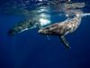 image for Ballenas jorobadas ya no son una especia en peligro de extinción