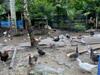 image for ICA atendió notificación por mortalidad de aves en Amazonas
