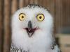 image for Owl photos are flooding the internet ahead of the Super Bowl
