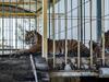 image for Cuatro tigres son rescatados después de ser abandonados por un circo