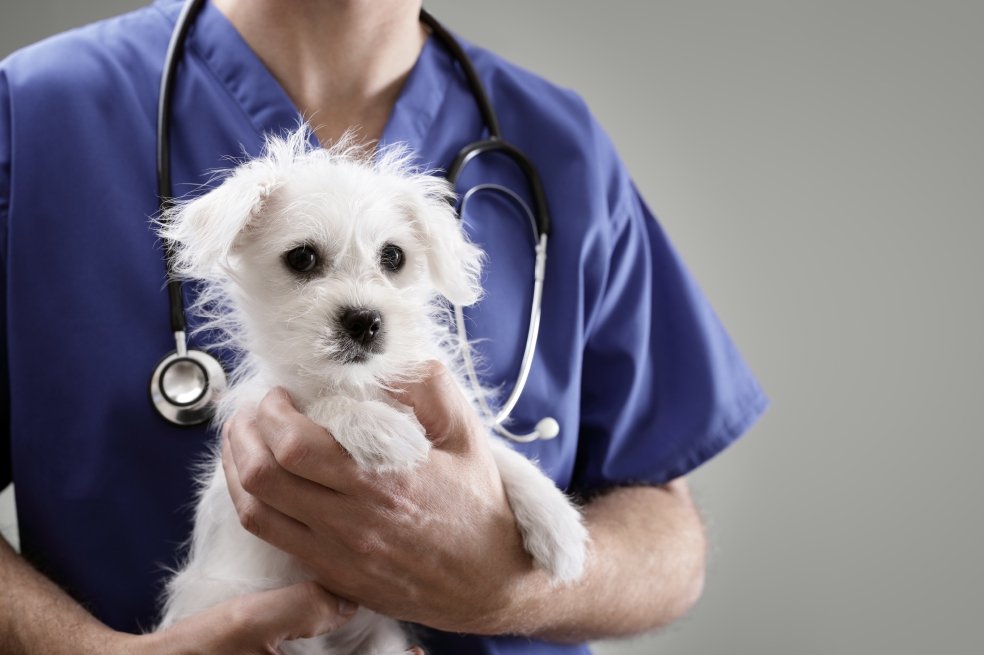 image for Veterinario Javier N