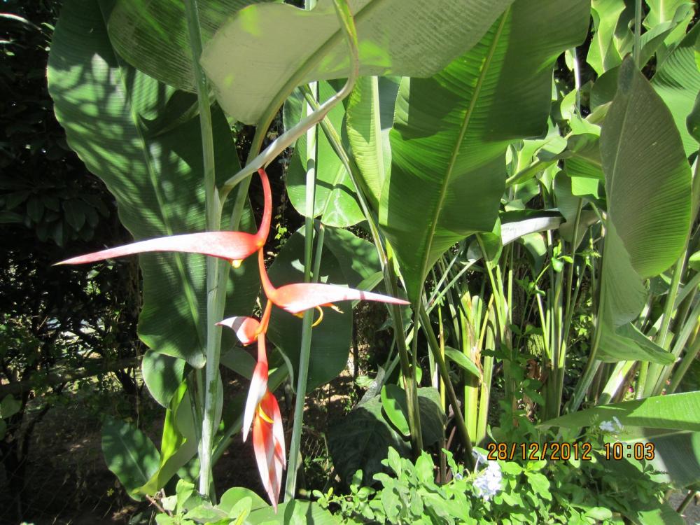 image for Natural Heliconias